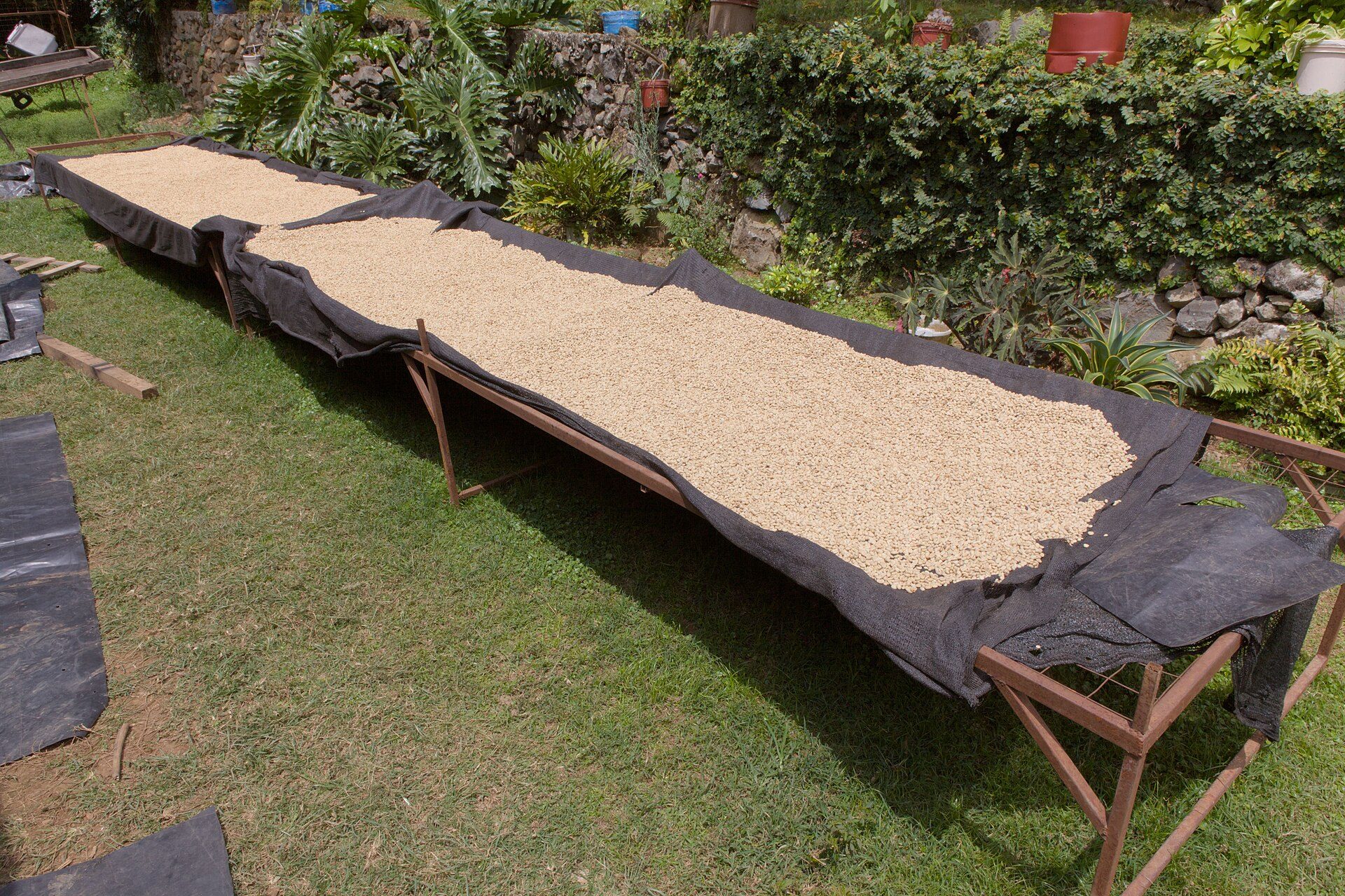 Coffee drying on raised beds in Tanzania