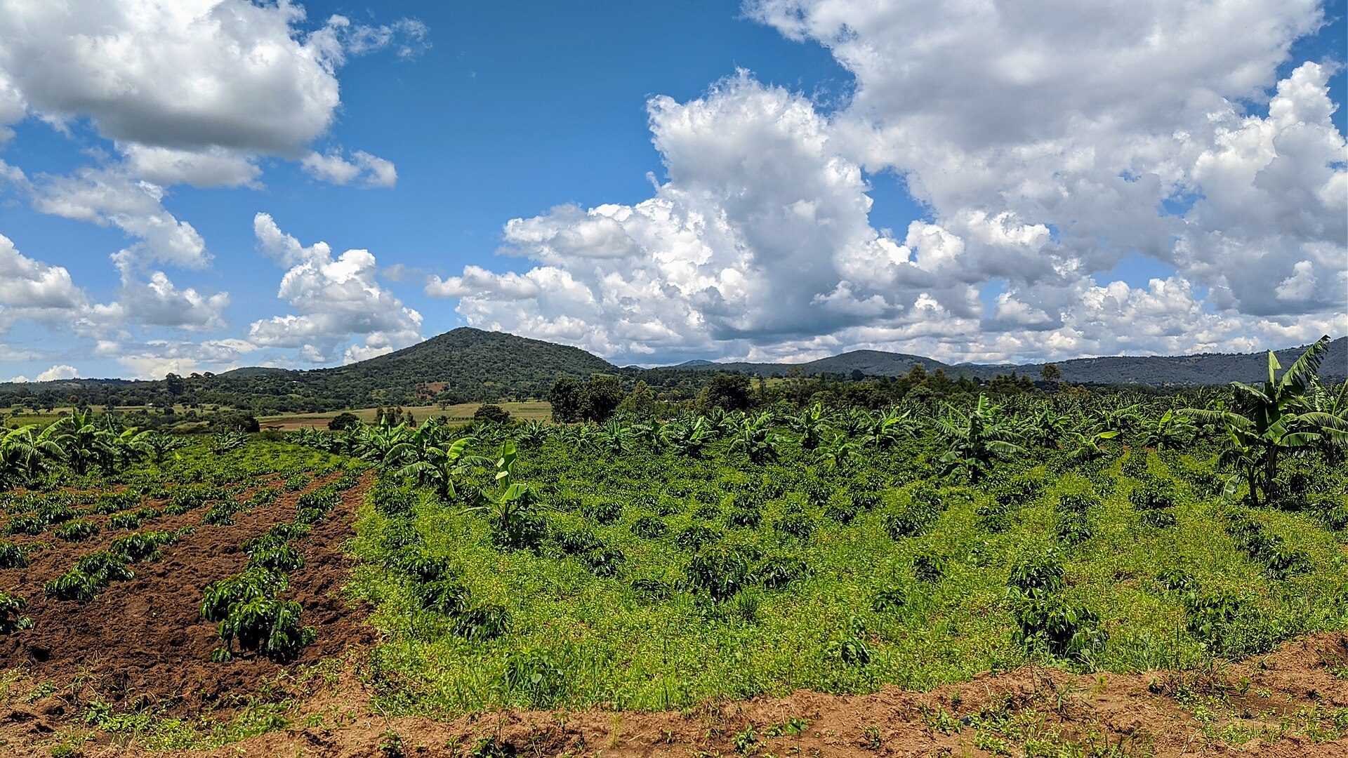 Coffee-growing highlands in Tanzania